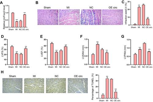 Figure 1 The overexpression of circFoxo3 attenuates MI-induced cardiac dysfunction in rat model. (A–H) The MI Rat model was established and treated with injection of circFoxo3 vectors or control vectors surrounding the infarcted region. (A) Relative level of circFoxo3 RNA in heart tissues was detected by qRT-PCR. (B) HE staining of inflammatory cell infiltration in heat tissues three days after surgery. (C–G) Infarcted size,Citation25 left ventricular fractional shortening (LVFS) (D), Left ventricular ejection fraction (LVEF) (E), left ventricle anterior wall thickness in diastole (LVAWd) (F), and left ventricular posterior wall end diastole (LVPWd) (G) were measured. (H) The apoptosis was detected by TUNEL staining. **p < 0.01.