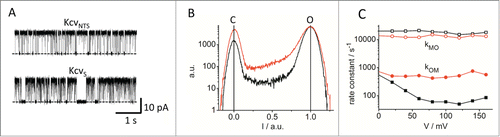 Figure 12. Beta distributions of Kcv channels. (A) Representative sections of current traces from KcvNTS (top) and KcvS (bottom) measured in a DPhPC bilayer at +160 mV with 100 mM KCl, 10 mM HEPES, pH 7 on either side of the membrane. (B) Comparison of representative amplitude histograms of longer traces under the same conditions. Black: KcvNTS, red: KcvS. Currents have been scaled to 0 (C, baseline) and 1 (O, apparent current). Furthermore, the histogram of KcvS has been slightly scaled up to match the height of the O peaks. (C) The histograms from a single representative experiment from KcvNTS and KcvS were fitted with the 5-state model of Fig. 8A. The graph shows the opening (kMO) and closing (kOM) rate constants related to the medium closed state M (Fig. 8A) for positive voltages for KcvNTS (black) and KcvS (red). (Raw data by courtesy of Oliver Rauh, for experimental procedures, see ref. 109.)