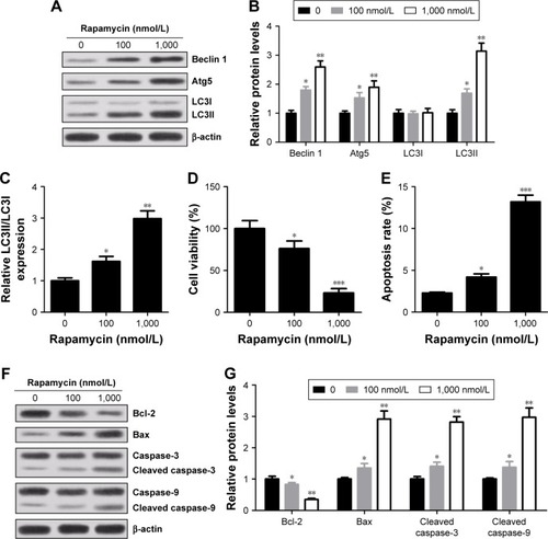 Figure 6 Effect of rapamycin on autophagy, viability and apoptosis of RPMI 8226 cells. Cells were treated with different concentrations (0, 100 and 1,000 nmol/L) of rapamycin for 24 h. (A and B) Expressions of Beclin 1, Atg5, LC3I and LC3II were determined by Western blot. β-actin was used as an internal control. (C) The ratio of LC3II/LC3I. (D) Cell viability was determined by CCK-8 kit. (E) Cell apoptosis rates were assessed by flow cytometry. (F and G) Expressions of caspase-3, cleaved caspase-3, caspase-9, cleaved caspase-9, Bcl-2 and Bax were measured by Western blot and normalized to β-actin. Data are presented as mean ± SD. *P<0.05, **P<0.01, ***P<0.001, compared to 0 μmol/L.