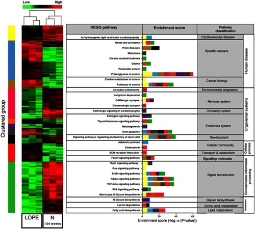 Figure 3 Comparison of exomiRNA expression profiles of Late onset Preeclamptic (LOPE) vs Normotensive derived exosomes. (A) Heatmap representing hierarchical clustering of differentially expressed miRNAs in LOPE (n=15, pooled with three technical replicates) and normotensive (n=15, pooled with three technical replicates) derived exosomes using average linkage clustering and Spearman Rank as distance metrics. miRNA profiles are clustered in 8 different subgroups (as indicated by the color bar on the right of the heatmap) defined by the miRNA expression patterns. Samples are shown in columns, miRNA in rows. Heat map from green to red represents relative miRNA expression as indicated in the key bar above the dendrogram. (B) KEGG (Kyoto Encyclopedia of Genes and Genomes) pathway mapping for top canonical pathways represented by the differentially expressed miRNA within each cluster determined using microT-CDs target predicting with (Descriptive Intermediate Attributed Notation for Ada) DIANA miRPATH V.3.0 software.
