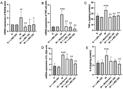 Figure 2. α-MG regulates high-fat/high-glucose/low-dose streptozotocin (HF/HG/STZ) induced-IR rats on inflammation process in the liver tissues. Effect of α-MG on: (A) gene expression of Bax in the liver tissues, (B) gene expression of TNF- α in the liver tissues, (C) protein expression of TNF- α in the liver tissues, (D) gene expression of IL-1β in the liver tissues, and (E) protein expression of IL-6 in the liver tissues. Values are mean ± SD (n = 6). *p < 0.05 vs. N; **p < 0.01 vs. N; §p < 0.05 vs. N + α-MG 200; §§p < 0.01 vs. N + α-MG 200; †p < 0.05 vs. IR; ††p < 0.01 vs. IR.