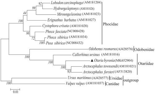 Figure 1. Inferred ML phylogenetic relationship of Otaria byronia with other pinniped species based on the mitochondrial PCGs (amino acid data). Number above each node indicates the ML bootstrap support values generated from 100 replicates.