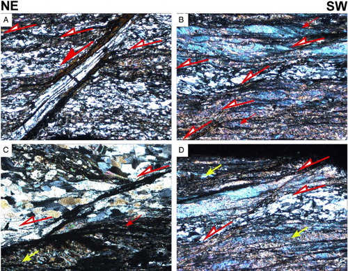 Figure 6. Photographs of footwall microstructures indicating top-to-the-northeast shear sense. A, Sample HM06/13 showing prominent c. 45°-dipping shear band (large red arrow) cutting through penetrative foliation; quartz dynamically recrystallises in shear-band structure; more small-scale shear bands (small red arrows with open arrowheads) formed in other parts of thin section and cut by c. 45°-dipping shear band; scale bar 1 mm. B, Shear bands in micaceous schist with thick quartz vein, sample HM06/14-2; note dynamic recrystallisation in shear bands; larger quartz crystals show subgrain development and deformed by shear bands; note S-C fabric in mica-rich parts of photo (full arrows); only few shear bands highlighted; scale bar 500 µm. C, Shear bands in quartz laminae and S-C fabrics in muscovite-rich layers; sample HM06/14-3; note that quartz shows grain-size reduction by recrystallisation in shear band. Mica-rich sections at bottom of thin section shows older crenulation cleavage (yellow arrow) deformed by shear band cleavage; red arrows as in B; scale bar 1 mm. D, Similar shear band structures as in A, quartz grain-size reduction and old crenulation cleavage as in C; sample HM06/14-3; arrows as in C; scale bar 1 mm. For sample locations refer to Figure 3.