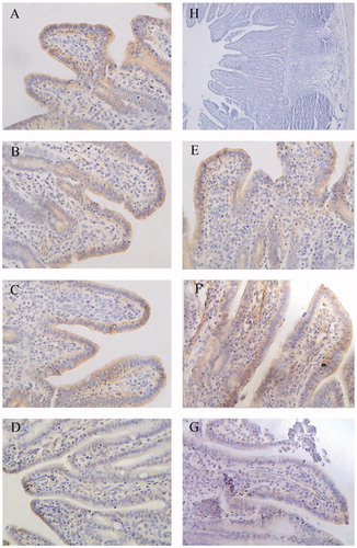 Figure 5. Immunohistochemistry of Claudin-1 in ileum of piglets (×400). Group A was control group and piglets in this group were fed with basal diet; Piglets in groups B, C and D were fed with basal diet + (500, 2000 and 5000 mg/kg·BW) β-conglycinin, respectively; Piglets in groups E, F and G were fed with basal diet + (500, 2000 and 5000 mg/kg·BW) glycinin, respectively; Group H was negative control. The average optical density (OD) value of claudin-1 expression was analysed by the Image-Pro plus 6.0 and as shown in Table 7.