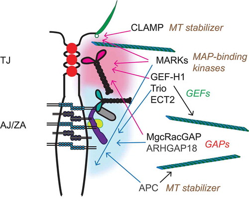 Figure 3. Zonular junctions as sinks for MT-associated signaling proteins. TJ and ZA are shown in a schematic cartoon of an apical junction between epithelial cell, with an apical cilium shown on the right. Cytoplasmic plaque “clusters” of junctional proteins are indicated by diffuse red (TJ) and blue (ZA/AJ) “clouds”, showing only a few of the junctional molecules, for simplicity (see Fig. 1(c) for graphical legend). On the right, the signaling proteins described in the text are indicated, with color-coded arrows (red-TJ, blue-AJ/ZA) linking them to the junctional structures with which they have been associated, based on current literature. For MARKs, only MARK2 and MARK4 have been localized at apical junctions and in cilia basal bodies, respectively. Each protein or group of proteins is also associated with a text, on the right, describing their function in relationship to either MTs or Rho family GTPases.