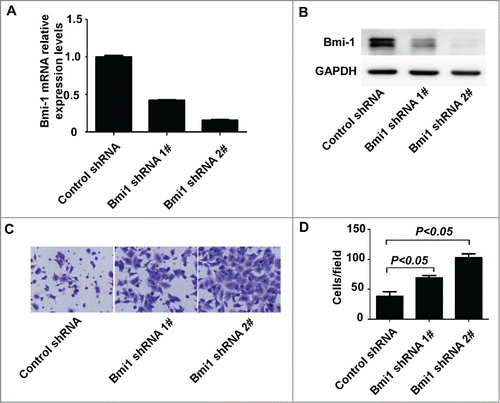 Figure 3. Suppression of endogenous Bmi-1enhances cellular invasion in A549. (A–B) Bmi-1 expression is confirmed by quantitative RT-PCR and Western- blot in A549 cells expressing scrambled shRNA or Bmi-1 shRNA. (C) The invasive abilities induced by Bmi-1 are analyzed by using the Matrigel-coated Boyden chamber assay in A549 cells expressing scrambled shRNA or Bmi-1 shRNA (200 ×).