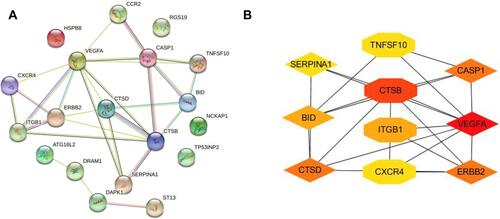 Figure 4 PPI network construction and hub genes selection. (A) The PPI network constructed using STRING database for DEARGs. (B) The most significant genes obtained from PPI network with cytohubba.