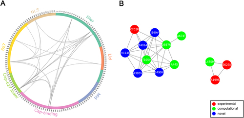 Fig. 2 MI network of seasonal H1N1 IAV PB2 protein.a Circular representation of PB2 protein and the MI network. The positions of PB2 domains are color-coded and labeled according to their functions. Arcs connect site pairs with normalized MI > 0.7. b Cytoscape representation of the MI network. Sites are represented as nodes. Edge between two nodes indicates the normalized MI > 0.7. Sites with experimentally verified human-adaptive mutations and computationally identified markers are highlighted in red and green, respectively, in a, b; blue nodes indicate novel markers
