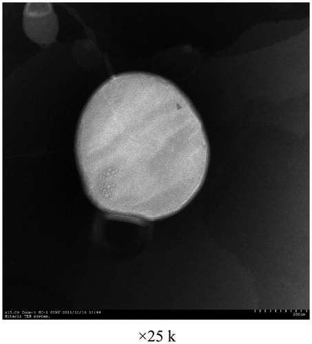 Figure 1. TEM image of blank liposomes.