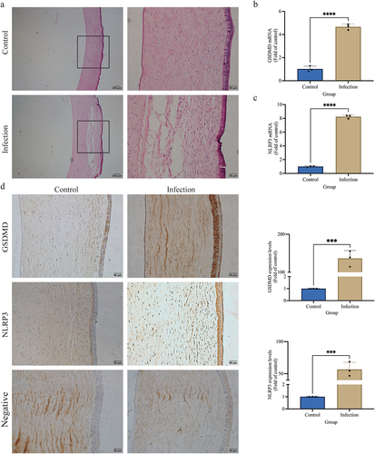 Figure 1. S. pseudintermedius can induce the canine corneal ulcer and is related to the GSDMD. (a) The histopathological of canine corneal stained by HE. The mRNA expression of (b) GSDMD and (c) NLRP3 in the corneal tissue of canines was analyzed by the qPCR method (****, p <0.0001). (d) The protein expression of GSDMD and NLRP3 in the corneal tissue of canines was analyzed by the immunochemistry method (***, p <0.001).