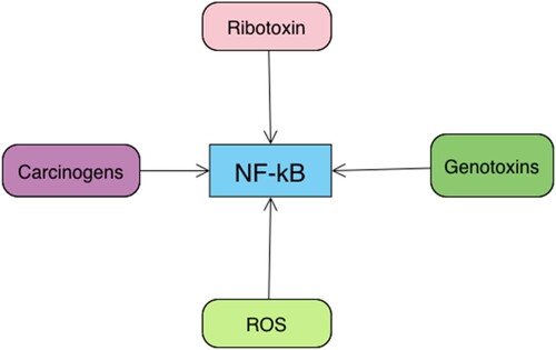 Figure 2. Inducers of NFκB signaling; ROS are potent inducers for NFκB signaling.