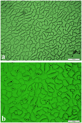 Figure 1 Cells and stomatas from the upper leaf surface of 6-week-old sugar beet seedlings. (a) Diploid genotype “Felicita” and (b) Tetraploid genotype “AD 440”.