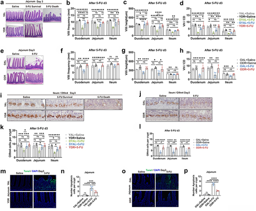 Figure 6. DR protects intestinal physical barrier from 5-FU.