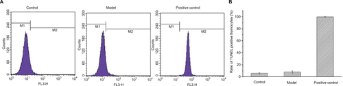 Figure 3 Results of TUNEL staining on thymocytes.Notes: (A) M1 and M2 represent the normal and apoptotic thymocytes; (B) proportion of thymocytes in different conditions.