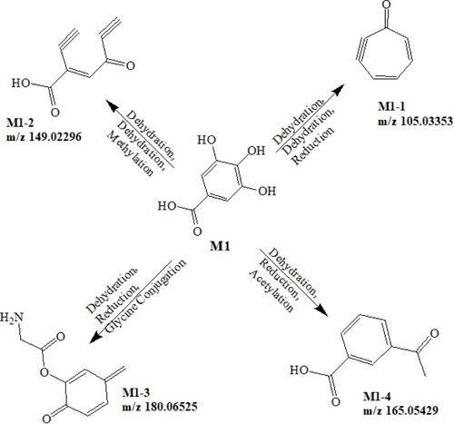Figure 3 Proposed metabolic pathways of Gallic acid.