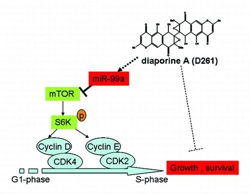 Figure 7. Mechanism of D261 on NSCLC cell growth inhibition. D261 upregulates miR-99a which directly targets mTOR, thus inhibits phosphorylation of S6K (70KD), then induces down-expression of G1/S transition molecules cyclin D/CDK4 and cycline E/CDK2, and results in cell growth inhibition.