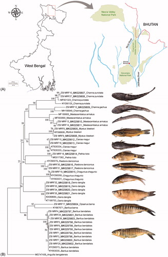 Figure 1. (A) Map with red dot showing the collection locality of ornamental fish species from Murti River. (B) Neighbour-joining (NJ) tree of the studied ornamental fish species with bootstrap supports. The database sequences of Anguilla bengalensis used as an out-group in the Neighbour-Joining tree. The photographs of the ornamental fish species were captured by second author and superimposed beside the species-specific clades in the Neighbour-Joining tree.