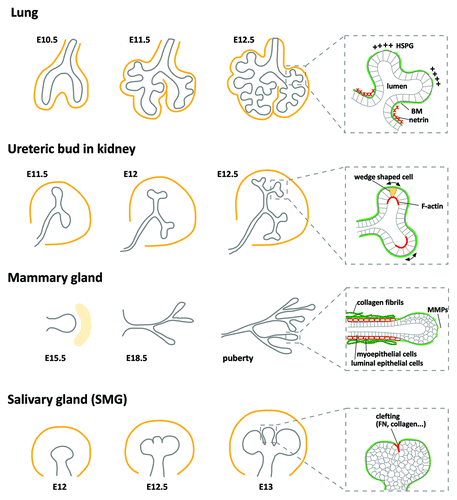 Figure 2. Branching morphogenesis in different organs. Schematic representation of branching patterns in lung, kidney (ureteric bud; UB), mammary gland and salivary gland (submandibular gland; SMG). Branching epithelia (gray) are surrounded by mesenchyme (orange). Expanded view of each organ shows the basement membrane (BM; green) and characteristic features are highlighted in red. In the lung, the two main bronchi (E10.5) begin to form new buds (E11.5) which then undergo bifurcations (E12.5). The thinning of BM at the tip of the buds and low-sulfated HS (HSPG) at adjacent mesenchyme facilitates branching, whereas netrin around the neck prevents branching. The UB undergoes rapid branching in early morphogenesis. F-actin is concentrated in the apical domain of bifurcating buds, coincident with epithelial cells that have a wedge-like shape and an expanded basal surface (arrows). Mammary buds invade until E18.5. Extensive branching occurs postnatally during puberty with the formation of the terminal end bud (TEB). Myoepithelial cells tightly surround the duct and directly contact the ECM. MMPs degrade ECM around the tip of the TEB. SMG branching morphogenesis initiates with cleft formation. Several ECM proteins (i.e., FN and collagen) are found in the clefts.