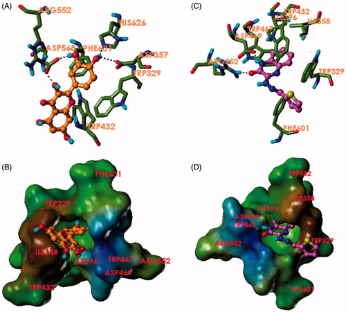 Figure 3. Binding mode of quercetin and 3e to α-glucosidase. (A) Quercetin (orange) and (C) compound 3e (magenta) in the binding pocket of α-glucosidase showing hydrogen bonds and interacting residues. (B) Quercetin (orange) and (D) compound 3e (magenta) in the binding pocket of α-glucosidase showing a lipophilic potential surface of the pocket.
