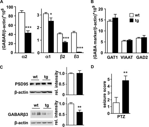 FIG 4 GABAergic inhibitory transmission is reduced in daDREAM hippocampus. (A and B) Real-time qPCR analysis of indicated GABAR subunits (A) and GABAergic markers (B) in wild-type (wt) and transgenic (tg) hippocampus. Results are the means ± SEM from 8 to 12 mice in two independent experiments. *, P < 0.05, and ***, P < 0.001 (one-way ANOVA, Tukey's multiple comparison). (C) Western blot analysis of PSD95 and β3 GABA receptor proteins in wild-type and transgenic hippocampus. β-Actin content was used as loading control. Representative autoradiograms are shown. Densitometric quantification of the specific immunoreactive band versus loading control β-actin, from a total of 4 (PSD95) or 8 (GABARβ3) samples from each genotype, is shown. **, P = 0.0039 (two-tailed, unpaired t test). (D) Seizure severity after convulsant administration (PTZ, 45 mg/kg) in wild-type (wt, n = 7) and transgenic mice (tg, n = 8). **, P = 0.0083 (Mann-Whitney test).