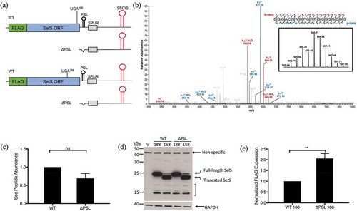 Figure 6. Relative position of SPUR element to UGA codon is important for activity. a. Schematic of FLAG-SelS/UGA188 (top two) and UGA168 (bottom two) constructs with either the wild-type or ΔPSL 3′ UTR. b. Representative analysis of Flag-SelS by mass spectrometry. FLAG-SelS was transfected into McArdle 7777 cells, immunoprecipitated using α-FLAG beads, digested with GluC, and analysed by mass spectrometry. Data represents analysis from two independent transfections. The most abundant isotope of the Sec-containing peptide was analysed by MS2 fragmentation. Sequence: GGGACSWRPGRRGPSSGGUG, charge: +4, monoisotopic m/z: 506.7096 Da, [M + H] – 2023.8167. Fragment mass tolerance used for search = 0.6 Da, precursor mass tolerance 10 ppm. Fragments used for search – b; b-NH3; b-H2O (red), y; y-NH3; y-H2O (blue). Inset: Isotopic distribution of triply charged Sec-containing peptide. c. Quantification of FLAG-SelS Sec-containing peptide by mass spectrometry. d. Representative Western blot. Vector only (V) FLAG-SelS/UGA188 (188) and UGA168 (168) with either the wild-type (WT) or ΔPSL 3′ UTR were transfected into McArdle 7777 cells. Westerns were probed with α-FLAG. Full-length and truncated forms of SelS are indicated. Possible SelS degradation bands are marked by a bracket. e. Quantification of Western blots. Expression of the full-length FLAG-SelS protein from the UGA168 lanes were quantified and normalized to GAPDH. Data represents three independent experiments (n = 3). Normalized full-length FLAG-SelS levels are expressed relative to WT. **; p < 0.01.