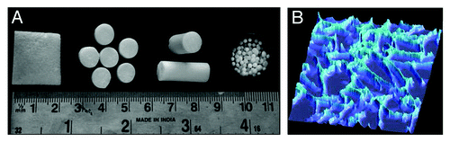 Figure 5. Digital images of cryogels showing their flexibility to be fabricated in different formats (A) (Reproduced with permission from ref. Citation71). Fluorescent microscopic image of cryogel section showing interconnected porous network (B).