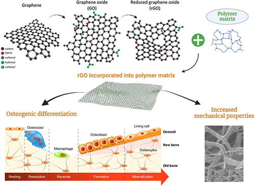 Figure 3 Schematic representation of the rGO incorporation polymer-based scaffold to increase the mechanical properties and promotes osteogenic differentiation.