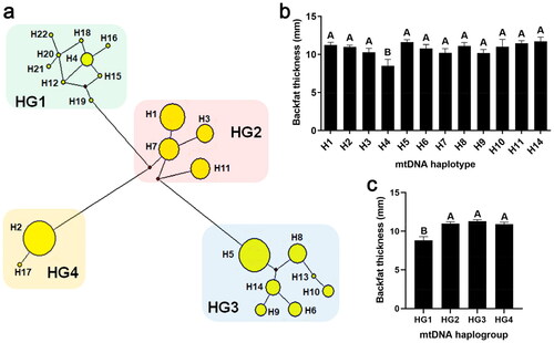 Figure 2. Cluster analysis of mtDNA haplotypes and their correlation with backfat thickness. (a) Cluster analysis of mtDNA haplotypes (H): the 22 haplotypes were clustered into four haplogroups (HG), HG1-HG4. The size of yellow circles indicated the number of pigs belonged to each haplotype. (b) Association analysis of haplotype and backfat thickness. Only haplotypes that were found in more than three individuals were analysed. (c) Association analysis of haplogroup and backfat thickness. Data were shown as mean ± SEM. Different capital letters above columns indicated extremely significant differences, P < 0.01.
