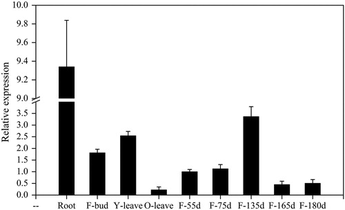 Figure 5. Transcript levels of MdPSY in different tissues of ‘Granny Smith’ apple. Note: F-bud, floral buds; Y-leaves, young leaves; O-leaves, old leaves; F-55d, fruit at 55 DAFB.Note: Error bars represent standard errors of the means from three technical replicates.