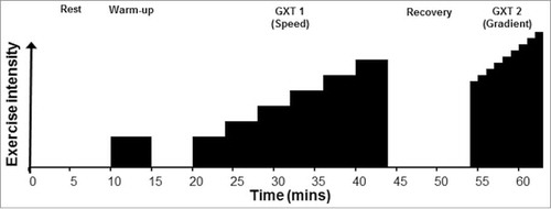 Figure 1. Time course of graded exercise test. The entire protocol took place within the hot or cool environment.