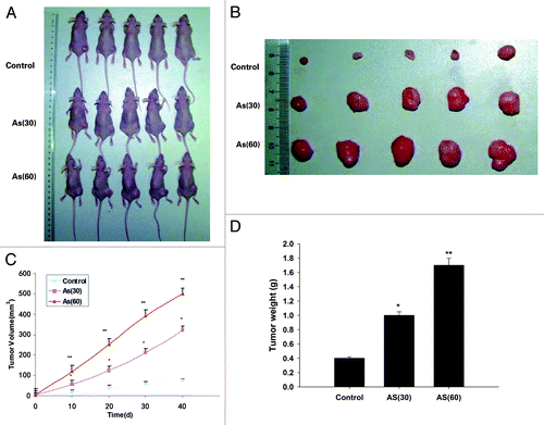 Figure 3. Chronic exposure to AS promotes tumor growth in NOD/SCID mice. (A and B) HT-29 cells were exposed to 0 or 15 nM AS for 0, 30, or 60 passages. Representative images of animals (A) with subcutaneous implanted tumor, and (B) isolated tumors taken on day 40. (C) The subcutaneous tumor growth curves. (D) Quantification of the tumor weight. *P < 0.05; **P < 0.01.