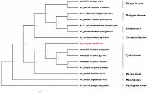 Figure 1. Bayesian phylogenetic tree of 15 fern species. Mankyua chejuensis was selected as outgroup.