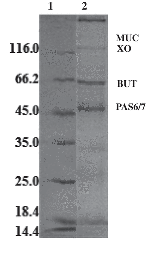 Figure1. SDS-polyacrylamide gel of: lane (1), protein molecular marker; and lane (2), MFGMP. The protein components of MFGMP were labelled according to Mather.[Citation17].