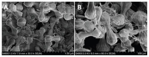 Figure 2 SEM images of engineered SCNs with different enlarging ratios.Abbreviations: SEM, scanning electron microscope; SCNs, strontium carbonate nanoparticles.