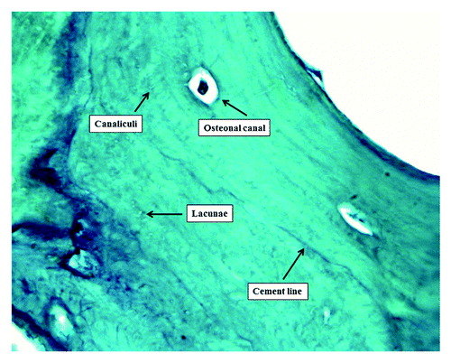 Figure 1. Compact bone microanatomy (acid fuchsin-light green staining 1,200× oil).