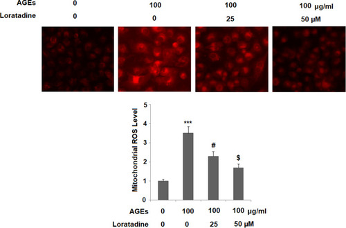 Figure 2 Treatment with loratadine reduced AGE-induced increased mitochondrial reactive oxygen species (ROS) in human SW1353 chondrocytes. Cells were stimulated with AGEs (100 μg/mL) in the presence or absence of loratadine (25, 50 µM) for 24 h. Mitochondrial ROS was measured by the MITOSOX red staining (***P<0.0001 vs vehicle group; #P<0.01 vs AGEs group; $P<0.01 vs AGEs+25 µM loratadine).