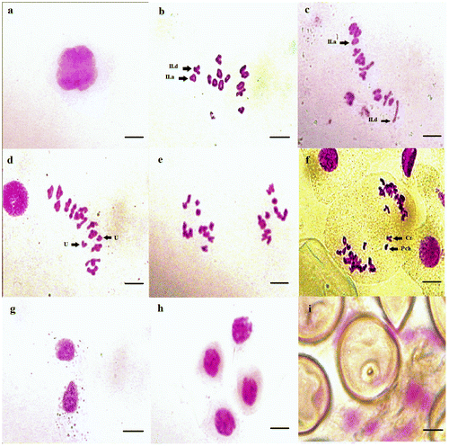 Figure 8. Micrographs of pollen meiosis of Aegilops geniculata (2n = 4x = 28): (a) pachytene; (b) diakinesis; (c, d) metaphase I (U: univalent chromosomes); (e, f) anaphase I (Pch: chromatin bridges and Cr: chromosome lagging); (g) dyad; (h) tetrad; (i) pollen grain with pore aperture. Scale bar = 15 μm.