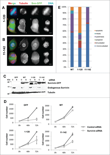 Figure 3. Mitotic competency of survivin truncations. Endogenous survivin was removed by siRNA from cells expressing survivin1–120-GFP (A) or survivin 11–142-GFP. (B) 72 h later cells were fixed and immunoprobed with anti-tubulin antibodies (red) and counterstained with DAPI (blue). Scale bars 5 μm. (C) Immunoblotting with anti-survivin antibodies confirming removal of the endogenous protein, and resistance of the ectopic form. Tubulin is shown to indicate equality in loading. C = control, S = survivin specific siRNA. (D) Cell proliferation over 72h was assessed using a metabolic (resazurin) assay. Average and standard deviation of cell number is plotted on the Y-axis. (E) Analysis of cell condition 72h post-siRNA treatment in each population, viewed in real time by fluorescence imaging using GFP and NucBlu signals.