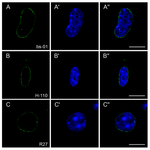 Figure 1. Reactivity of three different A-type lamin-specific antibodies with a NE antigen present in Lmna−/− MEFs. Lmna−/− MEFs were stained with either pAb bs-01 (A), pAb H-110 (B) or mAb R27 (C). DNA was stained with Hoechst 33258 (A’-C’). Specimens were analyzed by confocal microscopy and individual channels were merged (A”-C”). All three antibodies stained the NE of Lmna−/− MEFs. Bars, 10 µm.