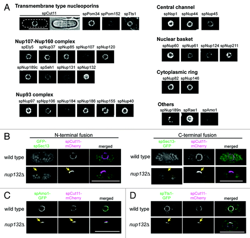 Figure 1.S. pombe nucleoporins fused to GFP. (A) Subcellular localization of GFP-tagged nucleoporins. The different images were obtained with the same acquisition times and processed in parallel. Deconvolved images are shown. The top left two panels show fluorescence (left) and bright field (right) images of an spCut11-GFP expressing cell. Nucleoporins were classified into seven groups according to localization in the NPC inferred from localization of the budding yeast orthologs. The scale bar represents 10 μm. (B-D) Localization of GFP-spSec13 (B), spAmo1-GFP (C), and spTts1-GFP (D) in wild type and cells lacking spNup132 (nup132Δ); in (B), GFP was fused with N-terminus (left) and C-terminus (right) of spSec13. spCut11-mCherry was simultaneously observed as a known nucleoporin marker. Yellow arrows indicate NPC-clustering regions in nup132Δ cells (lower panels). The scale bars represent 10 μm.