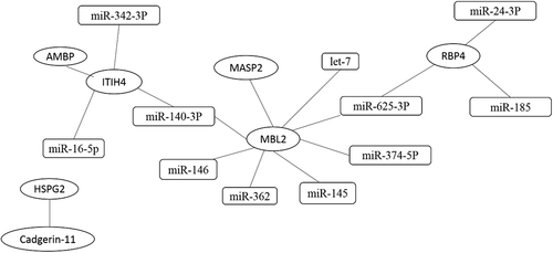 Fig. 5 Integrative proteomics and transcriptomics analyses.Interactions between proteins are based on the reported literature. Interactions between proteins and miRNAs using four websites. The ellipse represents miRNA, and the rectangle represents proteins