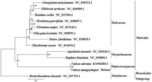 Figure 1. The best ML phylogeny recovered from the combined sequences of the 75 coding genes by RAxML. Accession number: Vatica mangachapoi (Genbank accession number: MH716496, this study), Vatica odorata KX966283.1, Daphne kiusiana NC_035896.1, Aquilaria sinensis NC_029243.1, Theobroma cacao NC_014676.2, Durio zibethinus NC_036829.1, Tilia paucicostata NC_028591.1, Firmiana major NC_037242.1, Heritiera parvifolia NC_038057.1, Bombax ceiba NC_037494.1, Hibiscus syriacus NC_026909.1, Gossypium areysianum NC_018112.1, outgroup: Bretschneidera sinensis NC_037753.1.