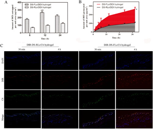 Figure 7. Ex vivo entrapment and permeation studies. (A) Amount of DEX entrapped per unit area from DS-RLs/DEX hydrogel and DS-FLs/DEX hydrogel. (B) Amount of DEX permeated per unit area from DS-RLs/DEX and DS-FLs/DEX hydrogel, *p < .05 vs DS-RLs/DEX. (C) Fluorescence images of skin treated with DIR-labeled DS-RLs/C6 hydrogel and DIR-labeled DS-FLs/C6 hydrogel at 30 min and 4 h (Scale bars = 200 nm).