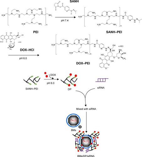 Figure 1 Fabrication of BMs/DP/siRNA nanocomplexes.Abbreviations: BMs, bacterial magnetosomes; DOX, doxorubicin; DP, DOX–PEI; PEI, polyethyleneimine; SANH, succinimidyl 6-hydrazinonicotinate acetone hydrazine.