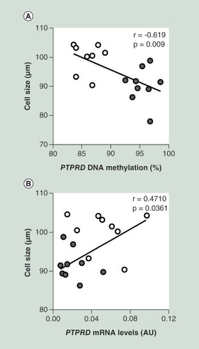 Figure 3. Correlation between subcutaneous adipose cell size, PTPRD DNA methylation and its mRNA levels. (A) Correlation between SVF PTPRD DNA methylation and adipose cell size in FDR (nÂ =Â 8) and CTRL (nÂ =Â 9) subjects. (B) Correlation between SVF PTPRD mRNA levels and adipose cell size in FDR (nÂ =Â 9) and CTRL (nÂ =Â 11) subjects. r correlation coefficient and p-values are indicated on the graph.AU: Absolute units; CTRL: Control; FDR: First-degree relatives; SVF: Stromal vascular fraction cells.