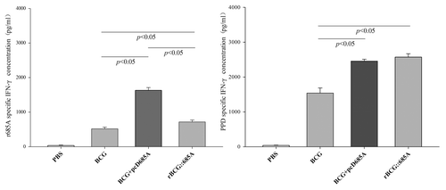 Figure 2. The level of IFN-γ secreted by splenocytes of different group mice detected by ELISA (n = 5). Nine weeks after immunization, splenocytes were obtained from 5 mice in each group were prepared individually and 106 cells were added into each well of 96-well microtiter plates. PPD (10 μg/ml), r685A protein (5 μg/ml) in complete RPMI-1640 medium were used as the stimulator, respectively. The results were shown as mean ± SD (pg/ml).