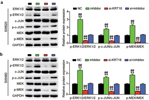 Figure 6. MiR-186-3p blunted MAPK signaling pathway by downregulating KRT18 expression.