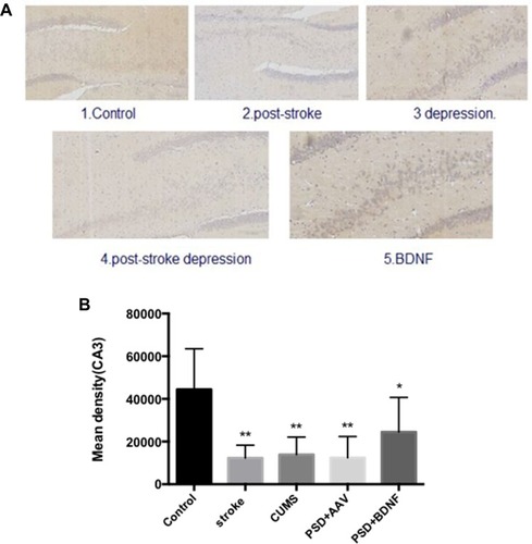 Figure 13 (A, B) BDNF protein expression levels in the CA3 region of the hippocampus 10 days after BDNF-HA2TAT/AAV nasal administration (immunohistochemistry). Error bars represent one standard error of the mean. All data from animal groups: Control (n=8), Stroke (n=7), CUMS (n=8), PSD+AAV (n=7), PDS+BDNF (n=7). Other groups compared with control group: *P<0.05, **P<0.01.