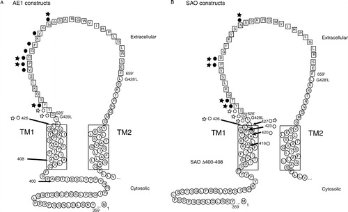 Figure 5. Summary of scanning N-glycosylation results. Folding models of TM1 to TM2 of (A) AE1 and (B) SAO EC1 insertion constructs. Inserted residues of EC4 are represented by squares. Results from N-glycosylation mapping are summarized using symbols of circles and stars, representing cell-free and transfected cells results, respectively. Open symbols indicate absence of N-glycosylation at the position; filled symbols indicate the position could be N-glycosylated.