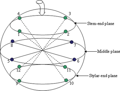 FIGURE 1 Illustration of the planes of measurements showing 4 positions on each plane.